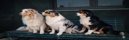 Australian Shepherd cani in vendita: Australian shepherd pastore australiano  - Annuncio 1