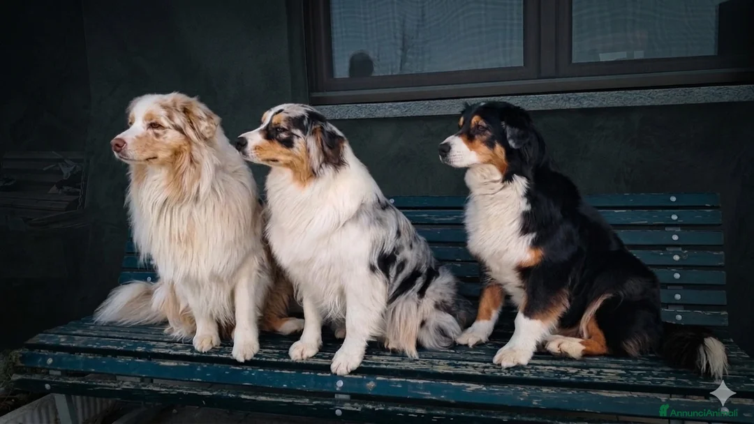 Australian Shepherd cani in vendita: Australian shepherd pastore australiano  - Annuncio 1