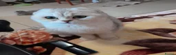 Scottish gatti in vendita: schotisc e strait e foold a Provincia di Caserta - Annuncio 1
