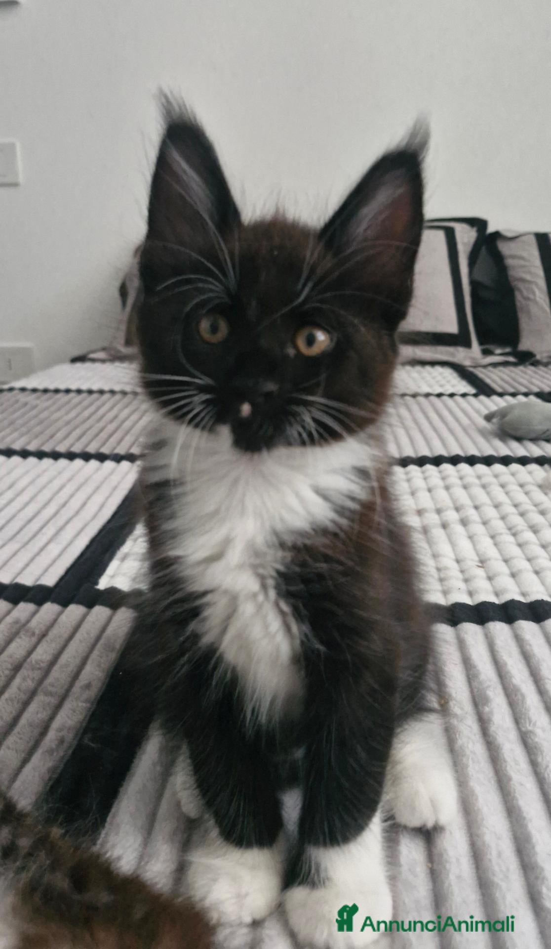 Maine Coon gatti Ultimo maschietto - Annuncio 4
