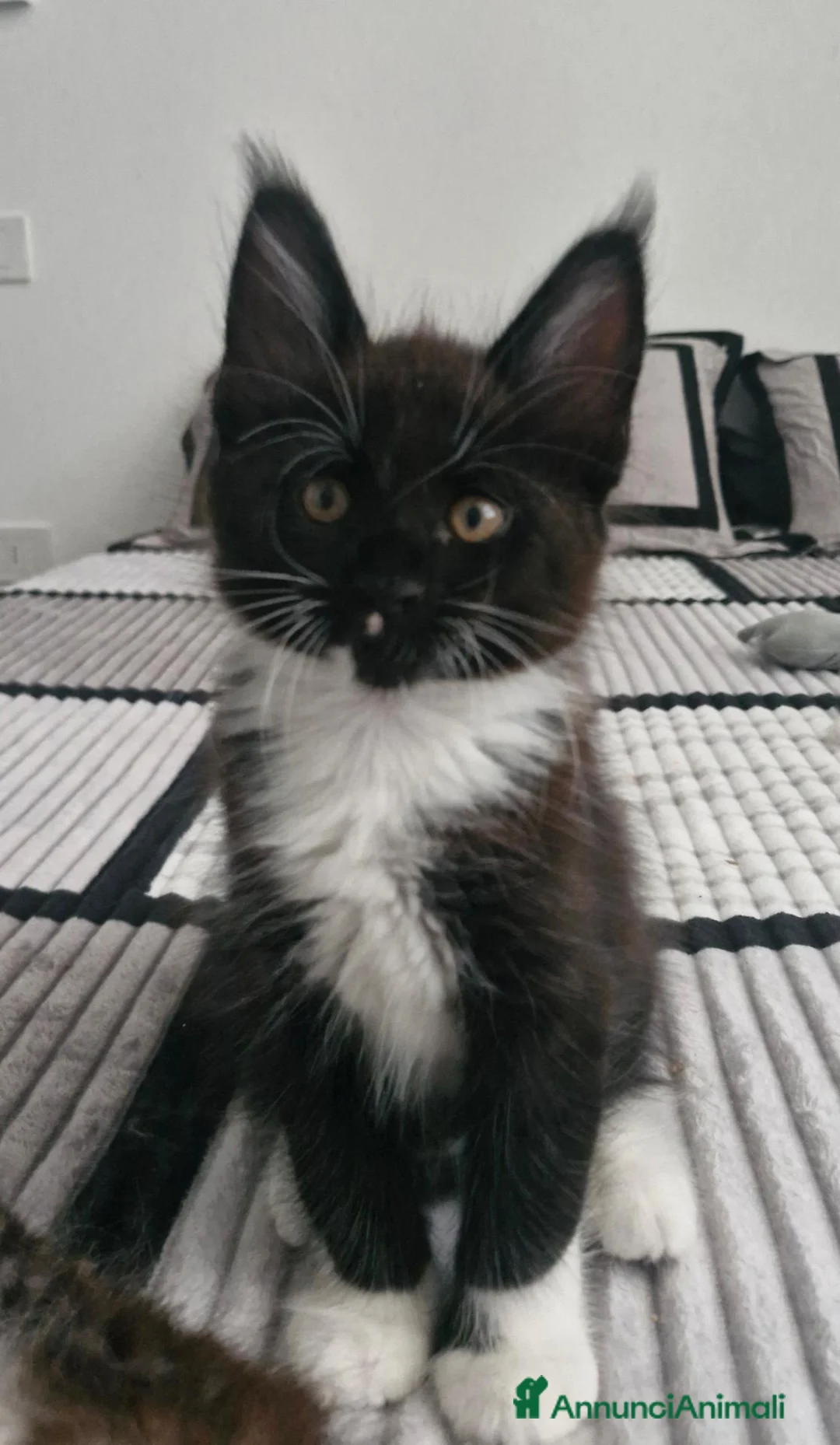 Maine Coon gatti in vendita: Ultimo maschietto - Annuncio 1