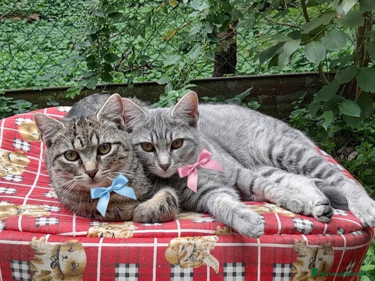 Altre razze gatti CERCANO CASA 🏡  - Annuncio 10