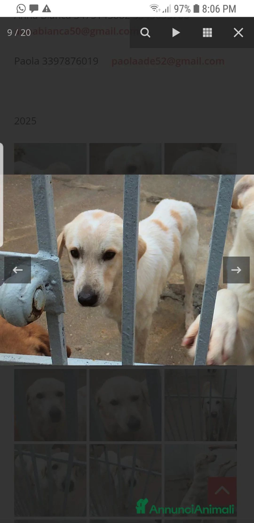 Meticcio cani in regalo: Derek 6 anni - Annuncio 2