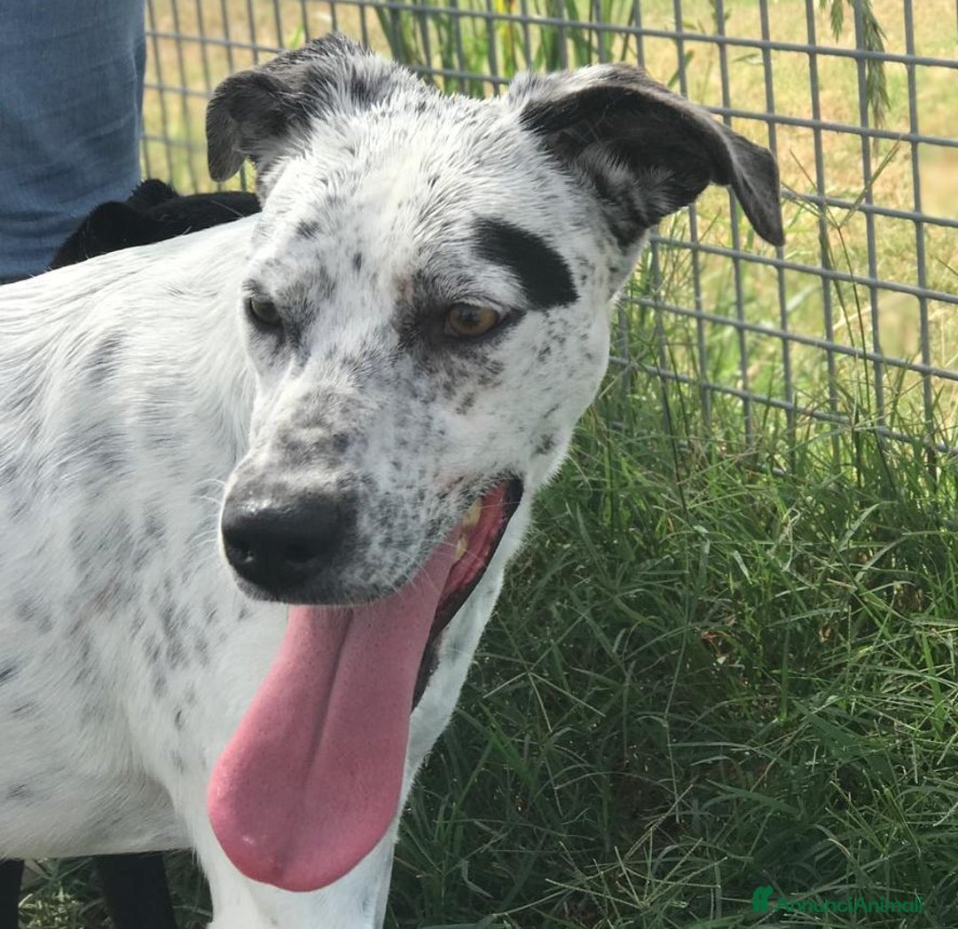 Pointer cani in regalo: DAILA, pointerina simpaticissima a Provincia di Latina - Annuncio 1