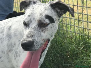 Pointer cani DAILA, pointerina simpaticissima a Provincia di Latina - Annuncio 1