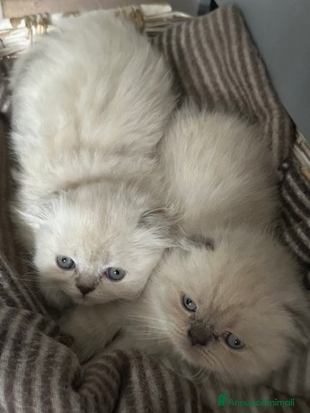 Scottish gatti in vendita: scottish longhair in vendita a Città Metropolitana di Firenze - Immagine 4