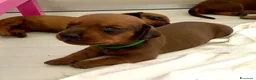 Bassotto cani in vendita: CUCCIOLI BASSOTTI STANDARD - Annuncio 10