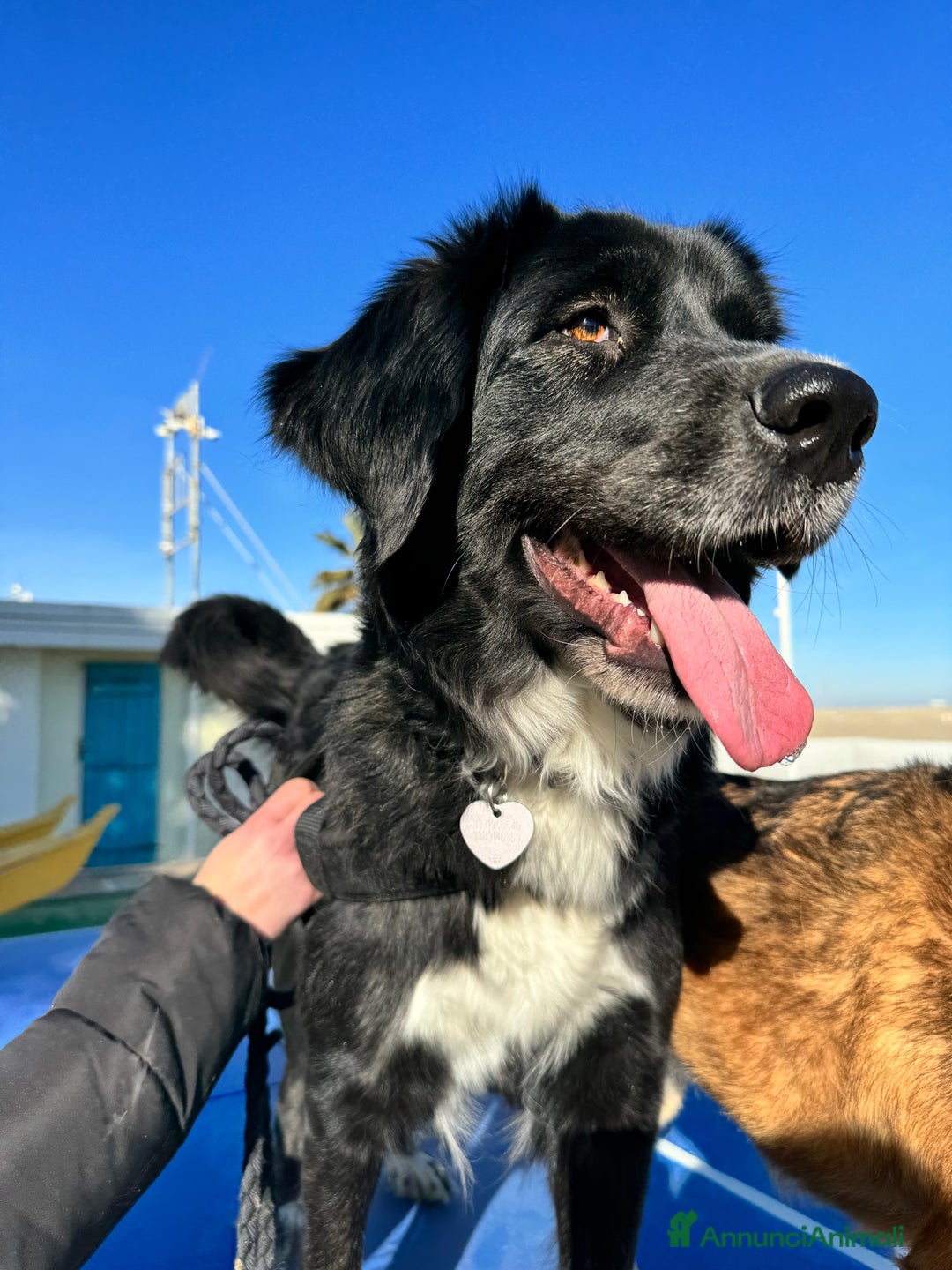 Pastore Tedesco cani in regalo: REGALO INCROCIO PASTORE TEDESCO/AUSTRALIANO - Annuncio 3