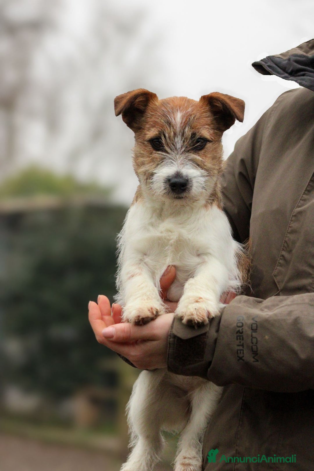 Jack Russell cani in vendita: Cuccioli jack Russell  - Annuncio 9