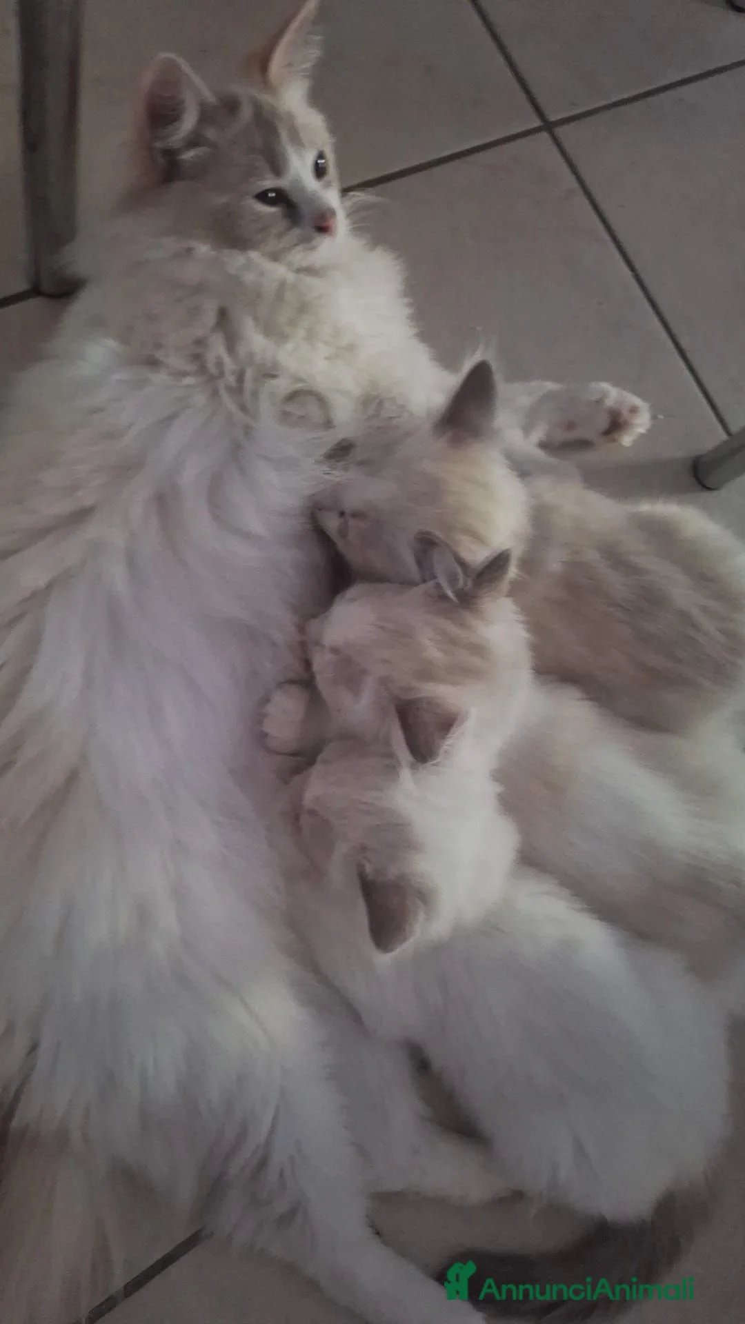 Ragdoll gatti in vendita: Ragdoll - Annuncio 5