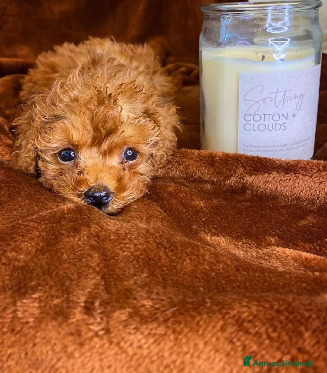 Barboncino Toy cani in vendita: Cuccioli di Barboncino - Annuncio 4