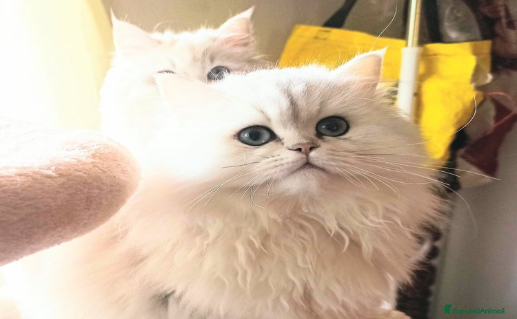 Persiano gatti - Annuncio 14