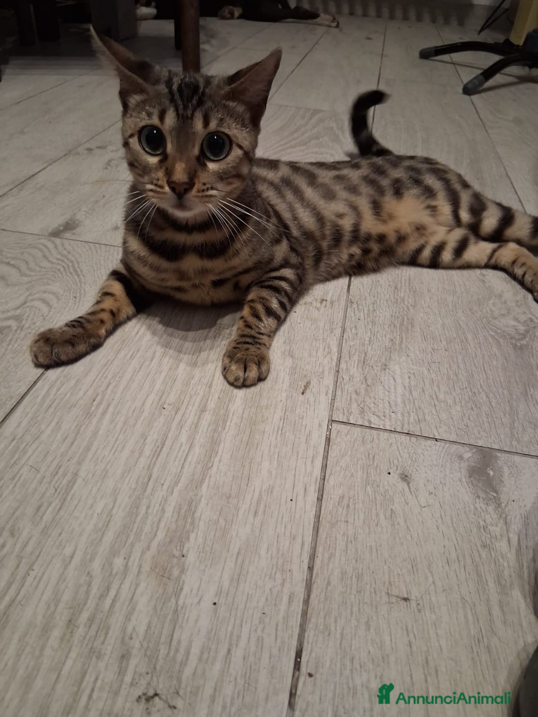 Bengala gatti per accoppiamento: Compagno per Mila a Provincia di Varese - Annuncio 4