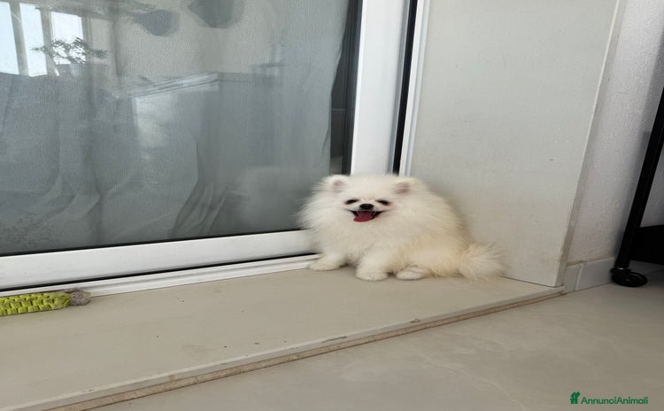 Volpino Pomerania cani a Libero consorzio comunale di Caltanissetta - Annuncio 19