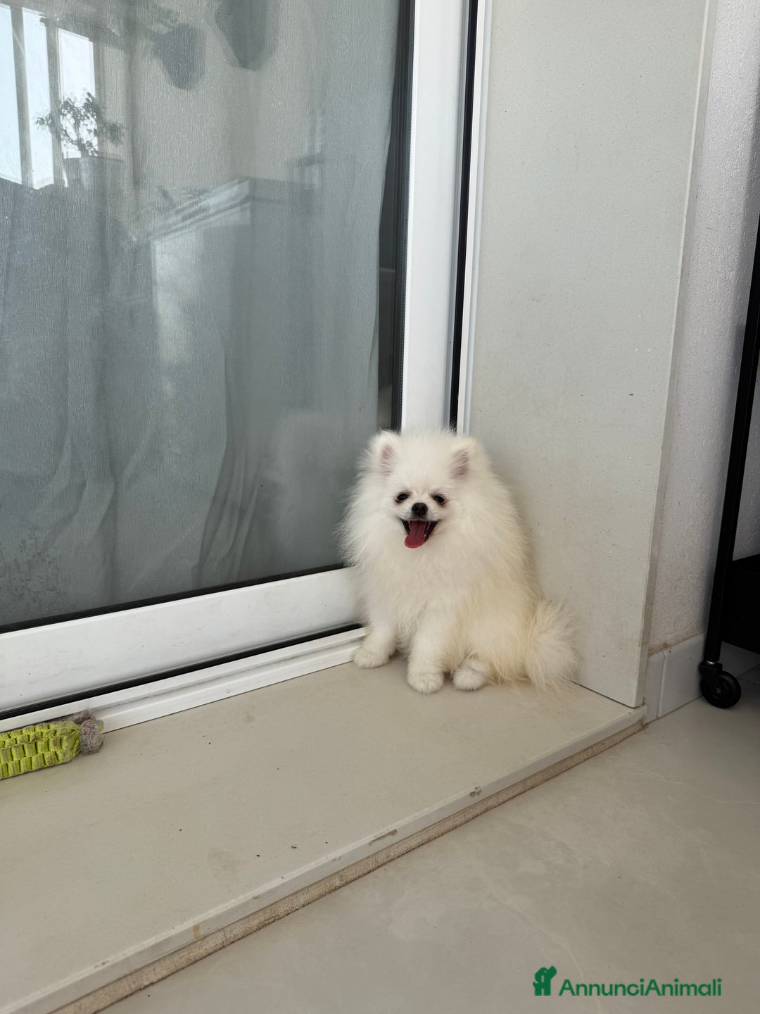 Volpino Pomerania cani in vendita: Pomerania cercano famiglia  a Libero consorzio comunale di Caltanissetta - Immagine 1