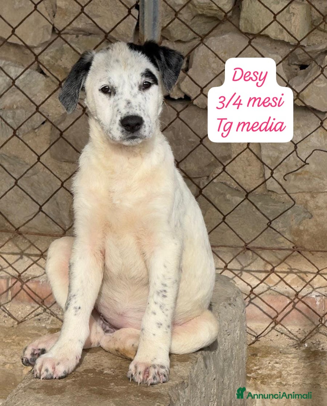 Meticcio cani in regalo: Cuccioli urgentemente cercano adozione  - Annuncio 4