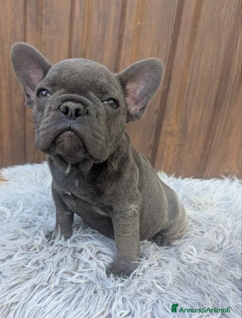 Bulldog Francese cani Bulldog francese fawn blu - Annuncio 22
