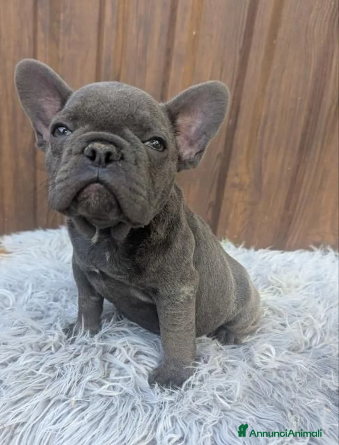 Bulldog Francese cani in vendita: Bulldog francese fawn blu - Annuncio 1