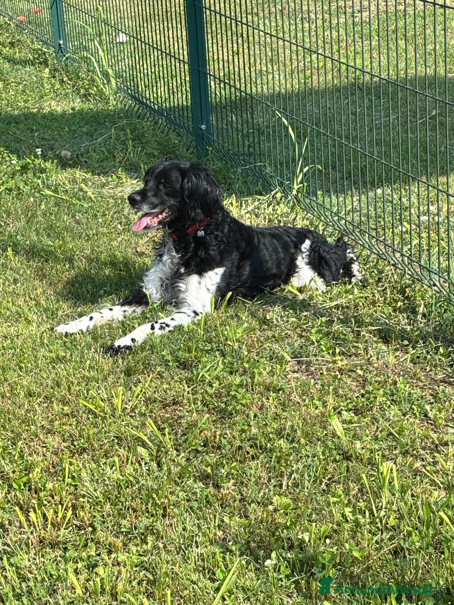 Breton cani Breton - Annuncio 3
