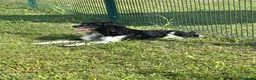 Breton cani in regalo: Breton a Città metropolitana di Milano - Annuncio 1