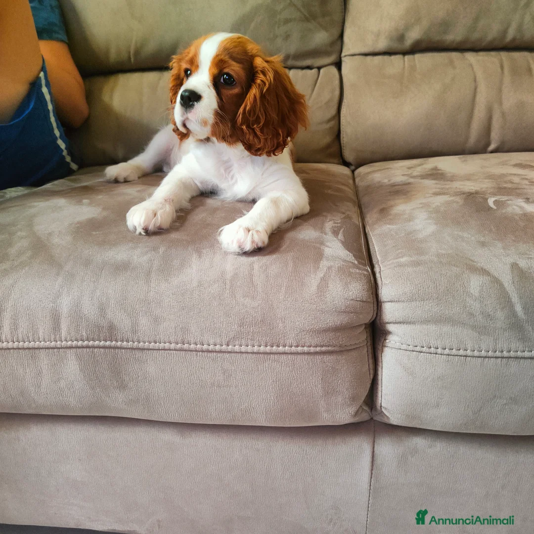 Cavalier King cani in vendita: Vendo bellissimo cucciolo di cavalier king maschio - Annuncio 4