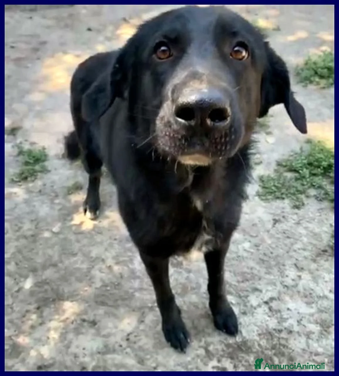 Meticcio cani in regalo: SMOG dolcissimo pacioccone - Annuncio 3