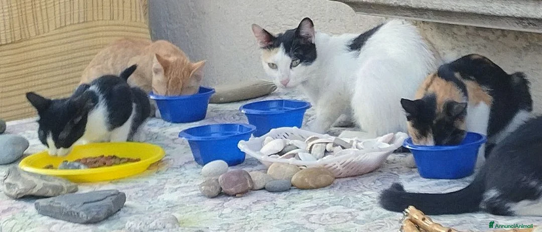 Meticcio gatti in regalo: Due gattine piccole (3mesi) cercano casa - Annuncio 3
