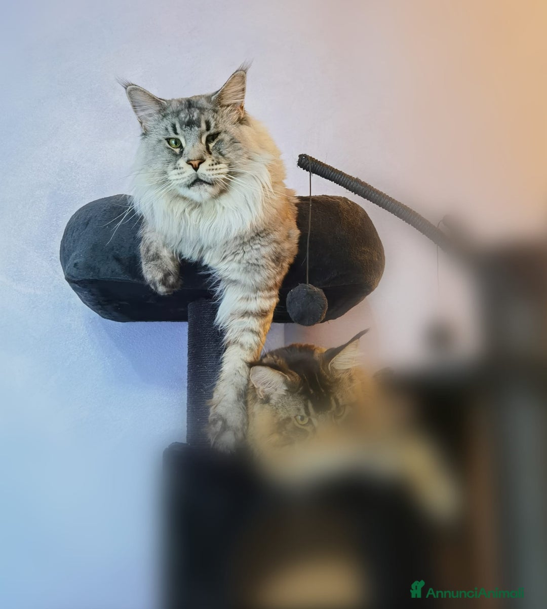 Maine Coon gatti per accoppiamento: Maine coon maschio per monta - Annuncio 3