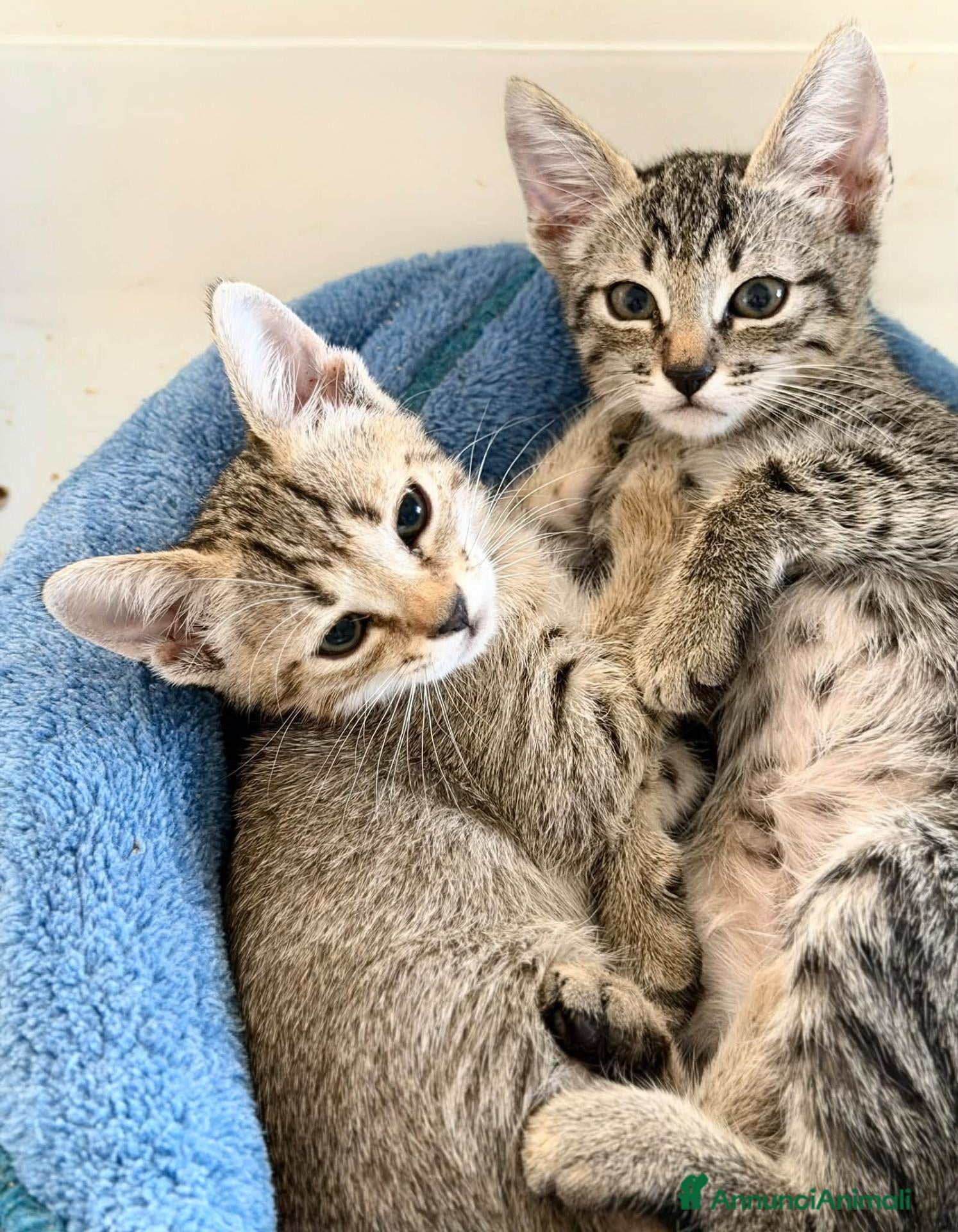 Europeo gatti  Adorabili gattini in adozione! - Annuncio 21