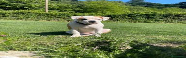 Bulldog 1