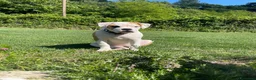 Bulldog cani in vendita: American Buldog - Annuncio 7