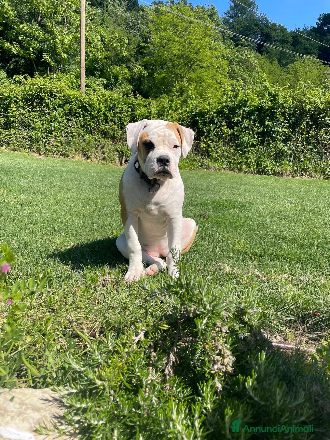 Bulldog cani in vendita: American Buldog - Annuncio 7