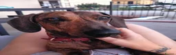 Bassotto cani per accoppiamento: Cercasi femmina  a Provincia di Cuneo - Annuncio 3