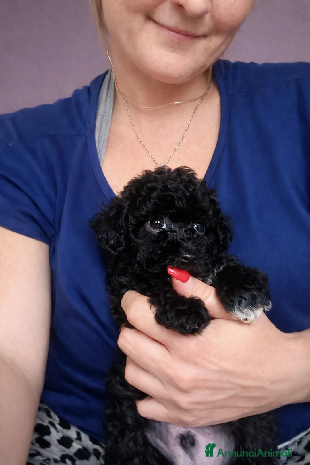 Barboncino Toy cani in vendita: CUCCIOLI DI BARBONCINO TOY/MINITOY - Annuncio 2