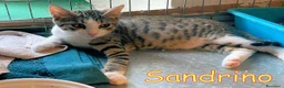 Europeo gatti in regalo: LORELLA E SANDRINO - Annuncio 2