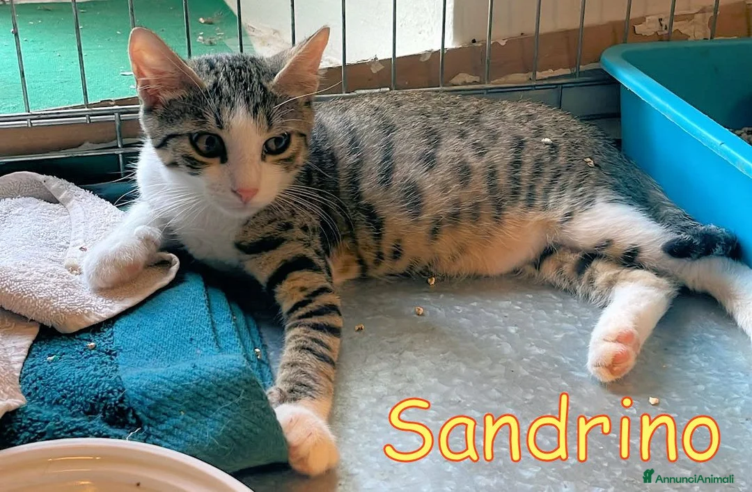 Europeo gatti in regalo: LORELLA E SANDRINO - Annuncio 2