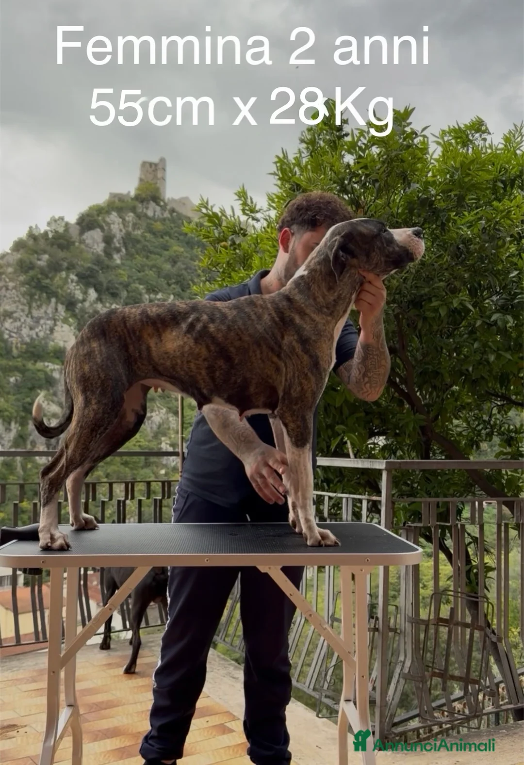 Pitbull cani in vendita: Cuccioli Pit Bull Black,Red,Blue Nose - Annuncio 12