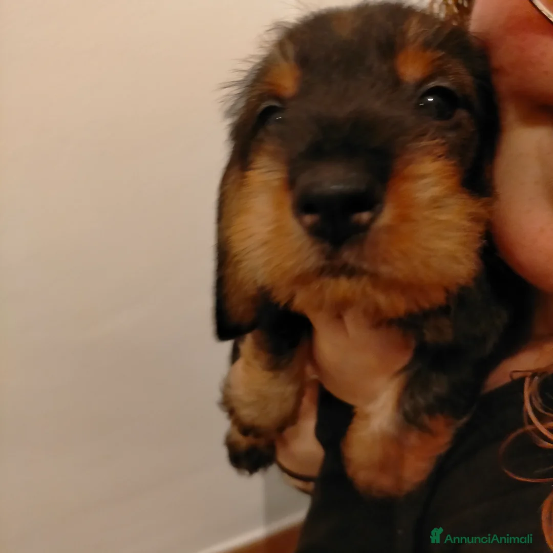 Bassotto cani in vendita: Bassotto tedesco a pelo duro  - Annuncio 5