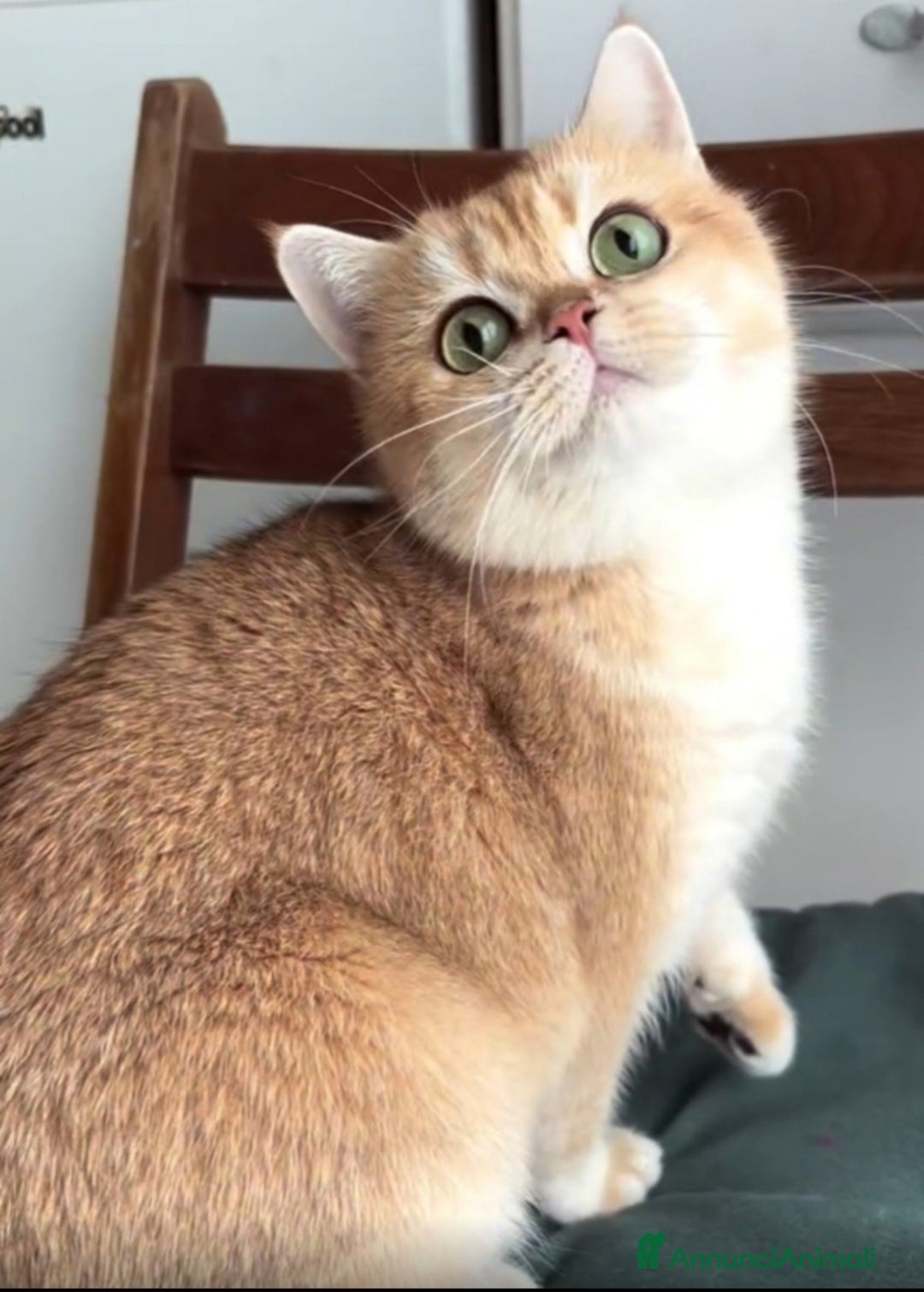 British gatti in vendita: Bellissimi cuccioli di british shorthair golden  - Annuncio 1