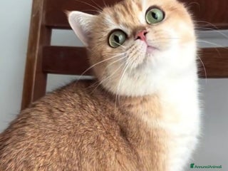 British gatti Bellissimi cuccioli di british shorthair golden - Annuncio 14