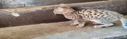 Bengala gatti in vendita: Gatto del Bengala cuccioli  - Annuncio 12
