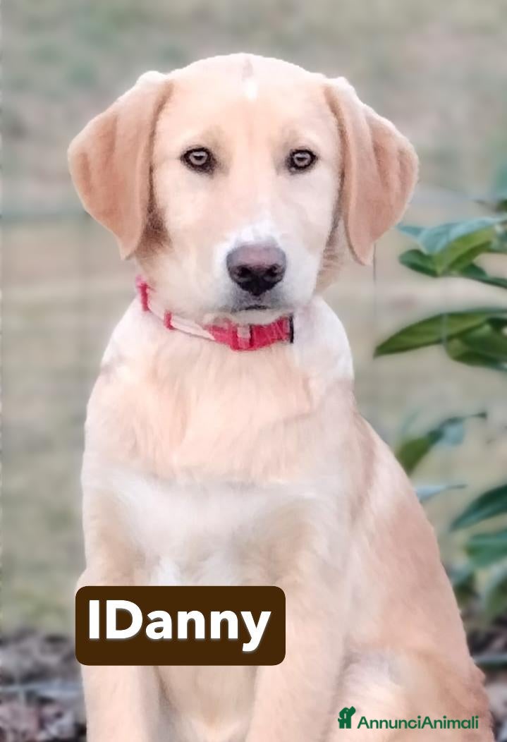 Meticcio cani Danny meraviglioso cucciolo di 4 mesi e mezzo - Annuncio 1