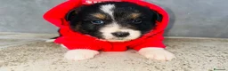 Australian Shepherd cani in vendita: cuccioli pastore australiano - Annuncio 12