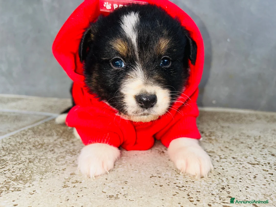 Australian Shepherd cani in vendita: cuccioli pastore australiano - Annuncio 12