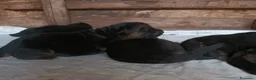 Pastore Tedesco cani in vendita: Cuccioli di Pastore Tedesco - Annuncio 3