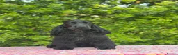 Cocker cani in vendita: Cocker spaniel inglese  - Annuncio 4