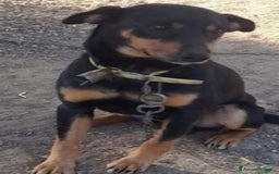 Meticcio gatti in regalo: Nero focato 4/5anni kg9 vissuto a catena OK GATTI a Città metropolitana di Milano - Immagine 7