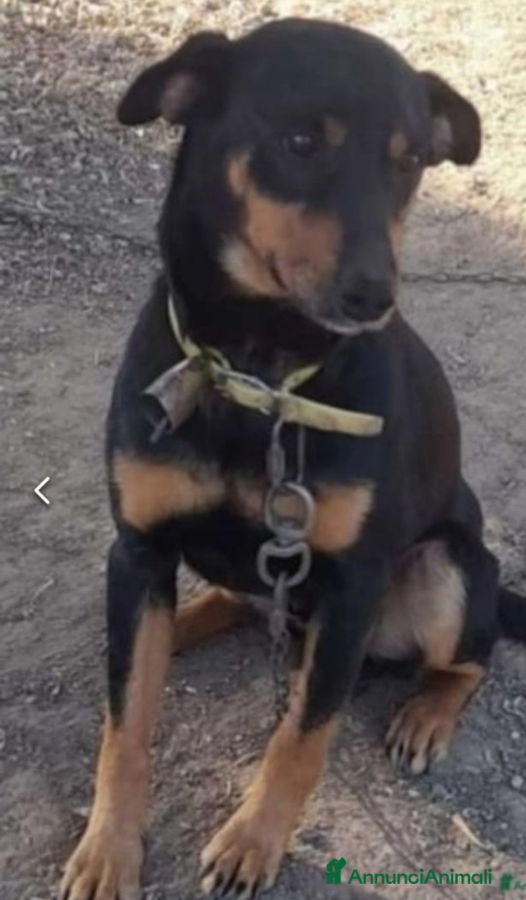 Meticcio gatti in regalo: Nero focato 4/5anni kg9 vissuto a catena OK GATTI a Città metropolitana di Milano - Immagine 7