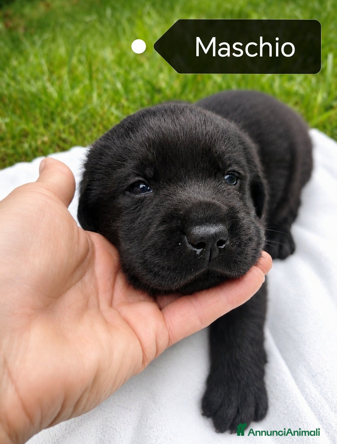 Labrador cani in vendita: Cuccioli Labrador Retriever  - Annuncio 4