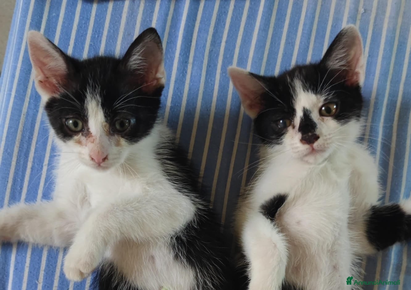 Altre razze gatti Regaliamo piccole micine 📍VCO, Piemonte - Annuncio 7